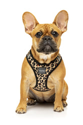 Javan Step In Harness FINAL SALE NO RETURNS OR EXCHANGES